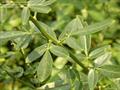 jasmine,yellow jasmine,shrubby jasmine,makebate,یاس زرد ، شوران
